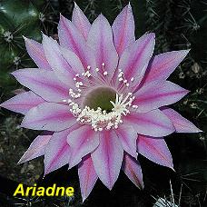 EP-H. Ariadne.4.1.jpg 